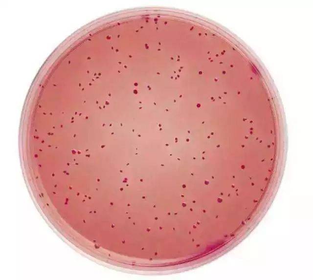 大腸菌群91抖音下载入口